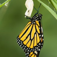 The Butterfly Metaphor for Transformation