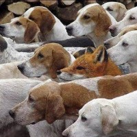Fox or Hound? A Time to Stop Pretending
